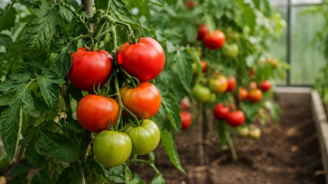 Tomatite hooldus juunis ja juulis – rikkaliku saagi saladused