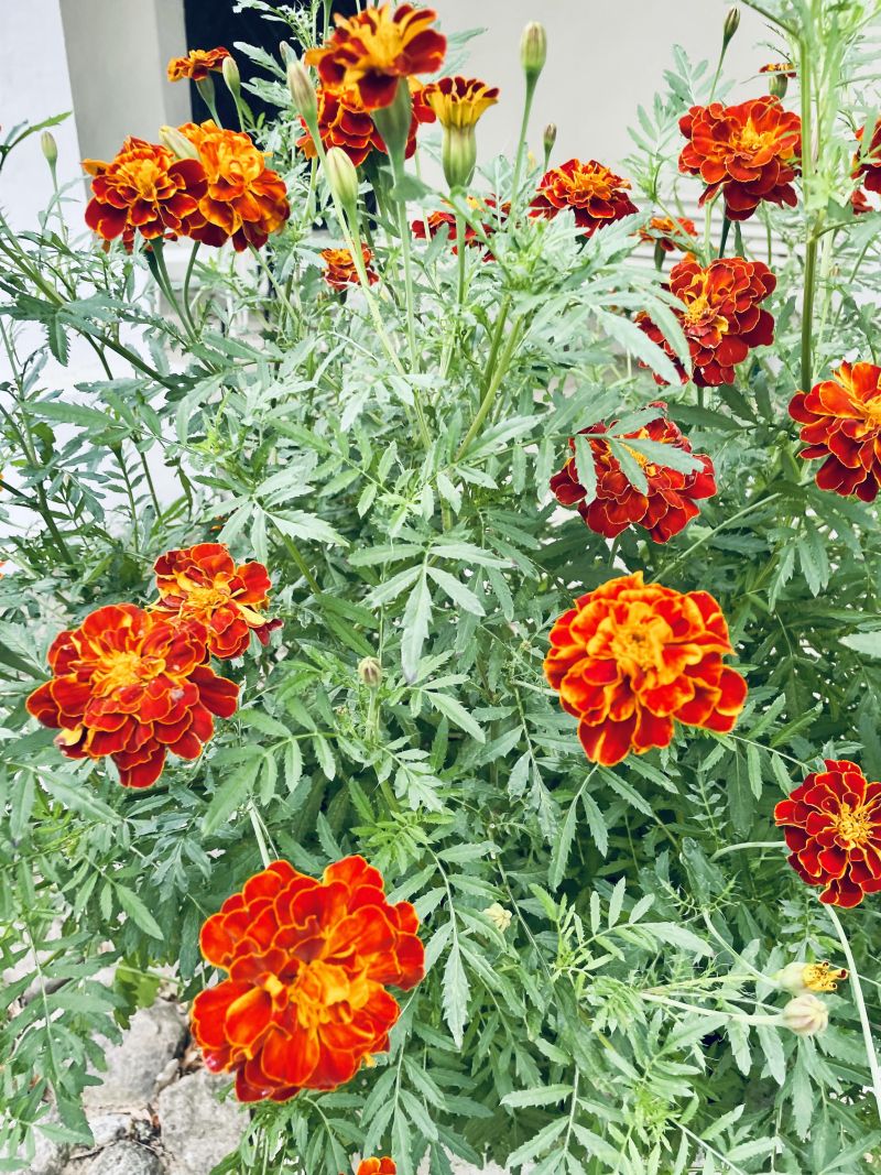 Madal peiulill (Tagetes patula) 