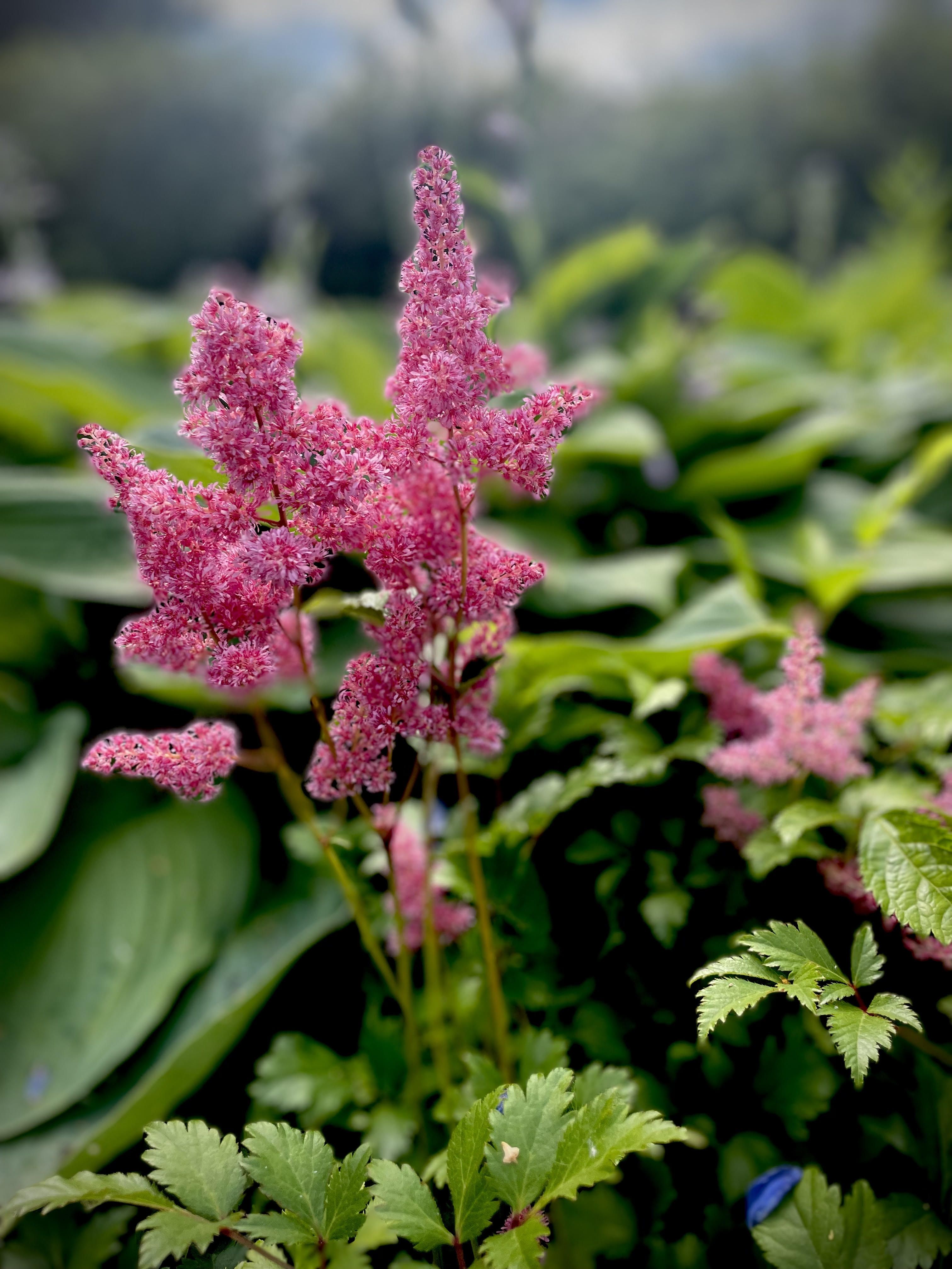 Jaapani astilbe ‘Bonn’