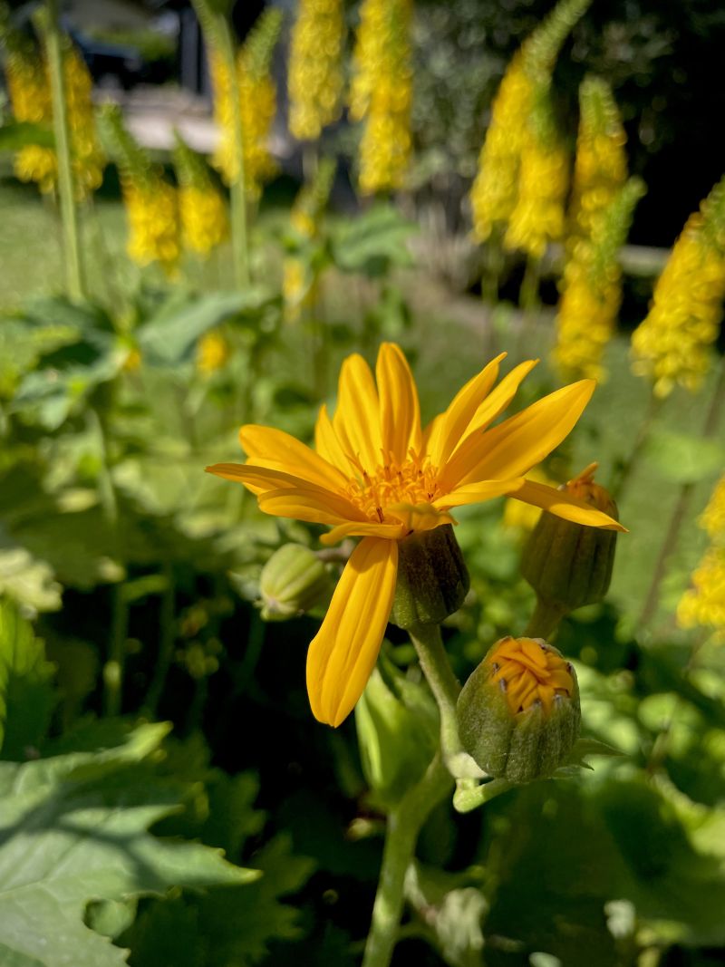 Ligularia dentata – tugeva iseloomuga ilutaim