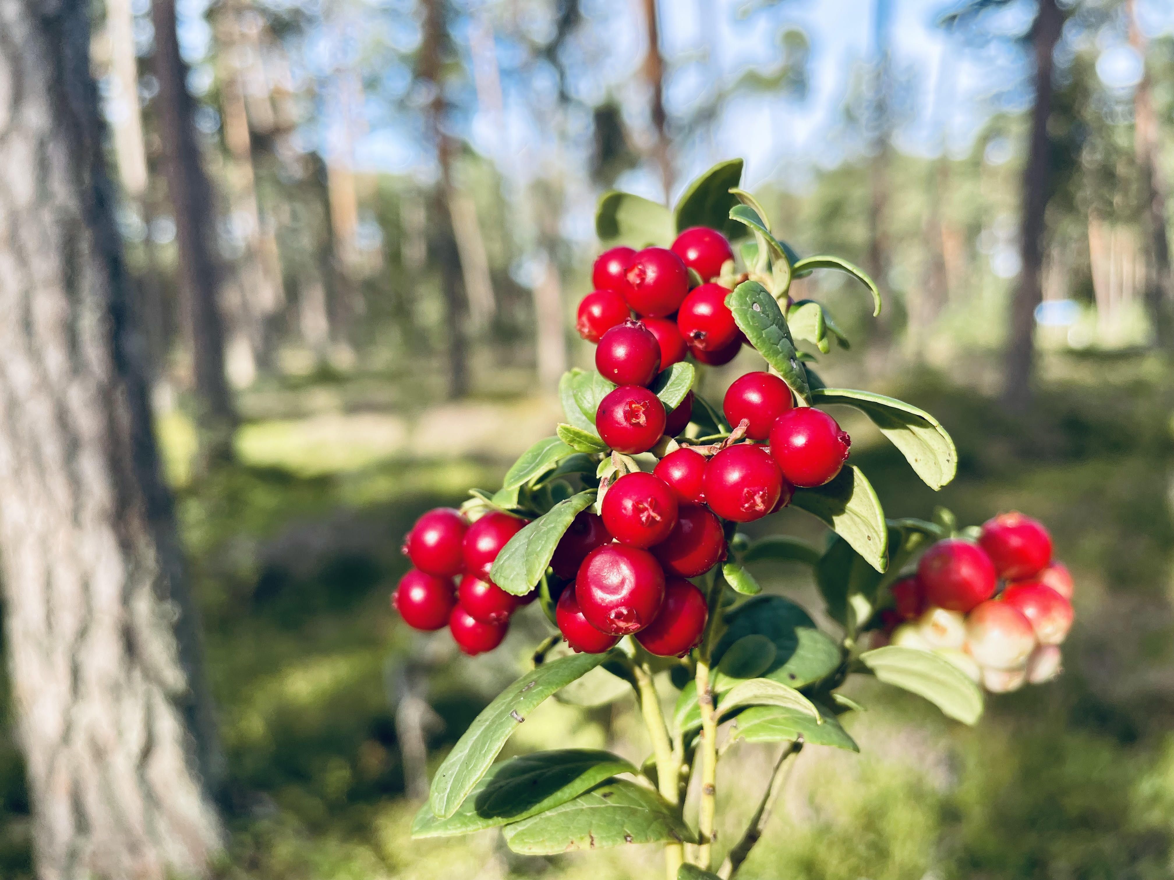 Retsept | Pohla-õunamoos 