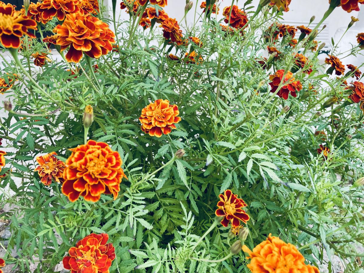 Madal peiulill (Tagetes patula) 