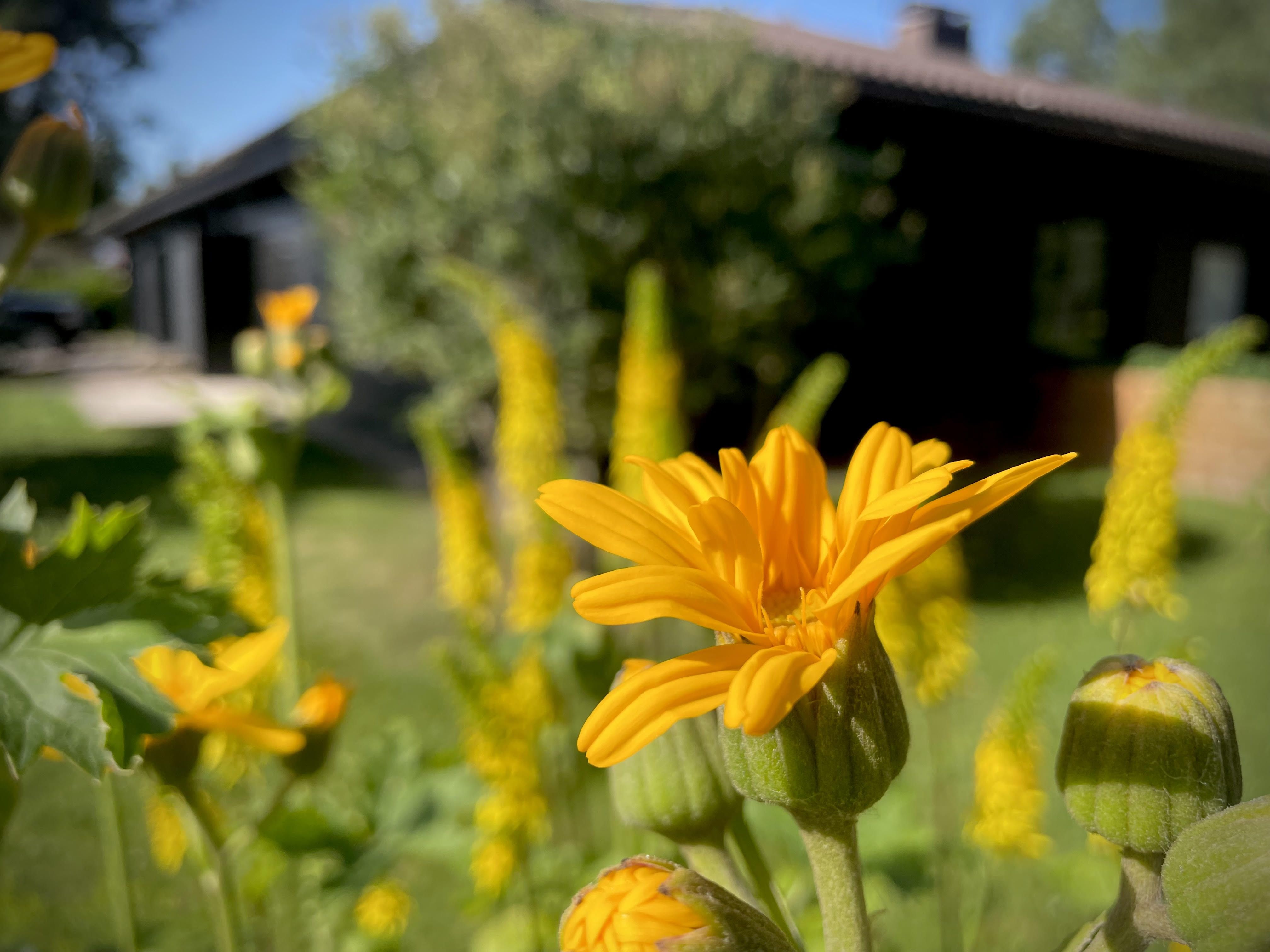 Ligularia dentata – tugeva iseloomuga ilutaim