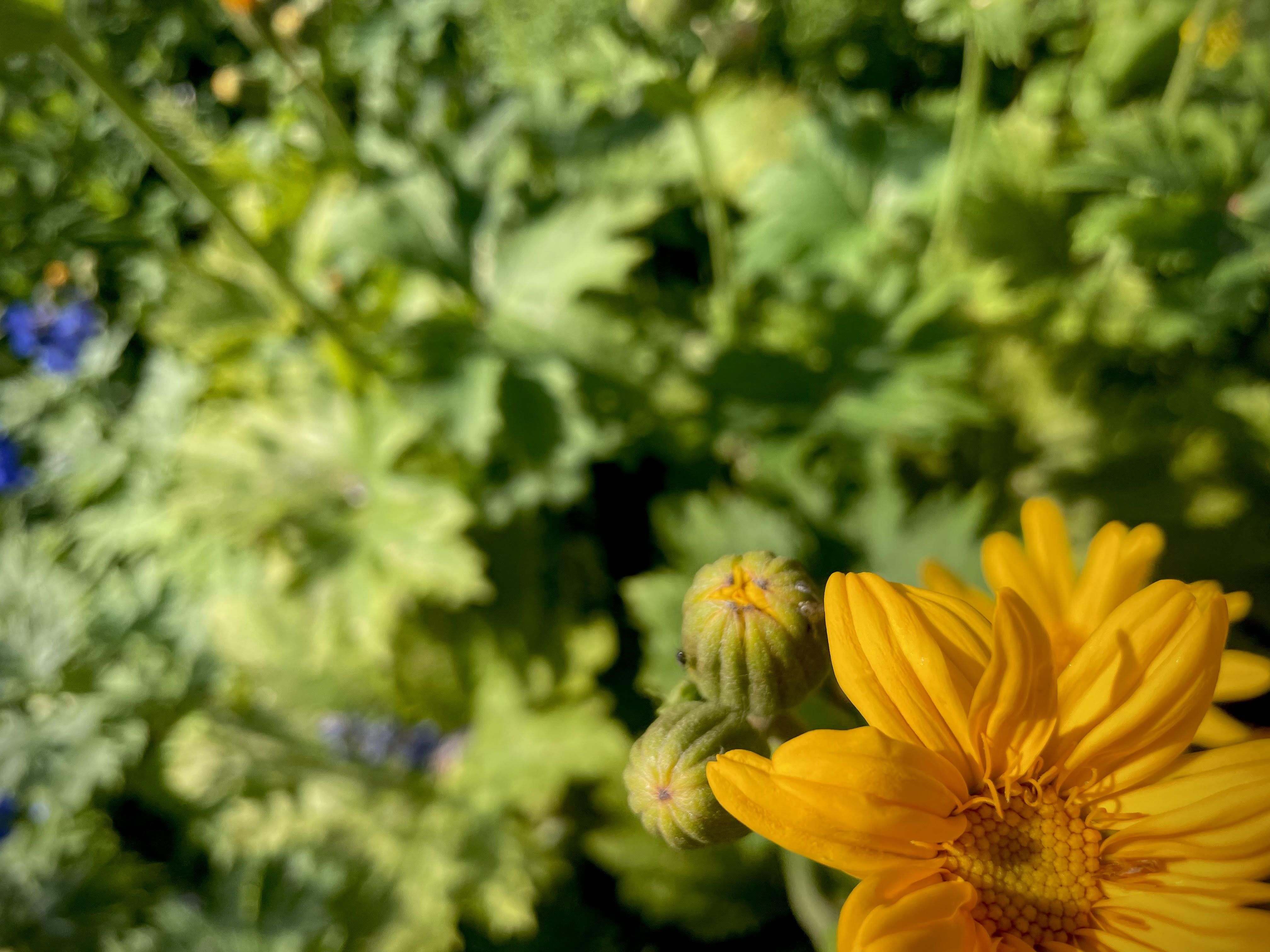 Ligularia dentata – tugeva iseloomuga ilutaim