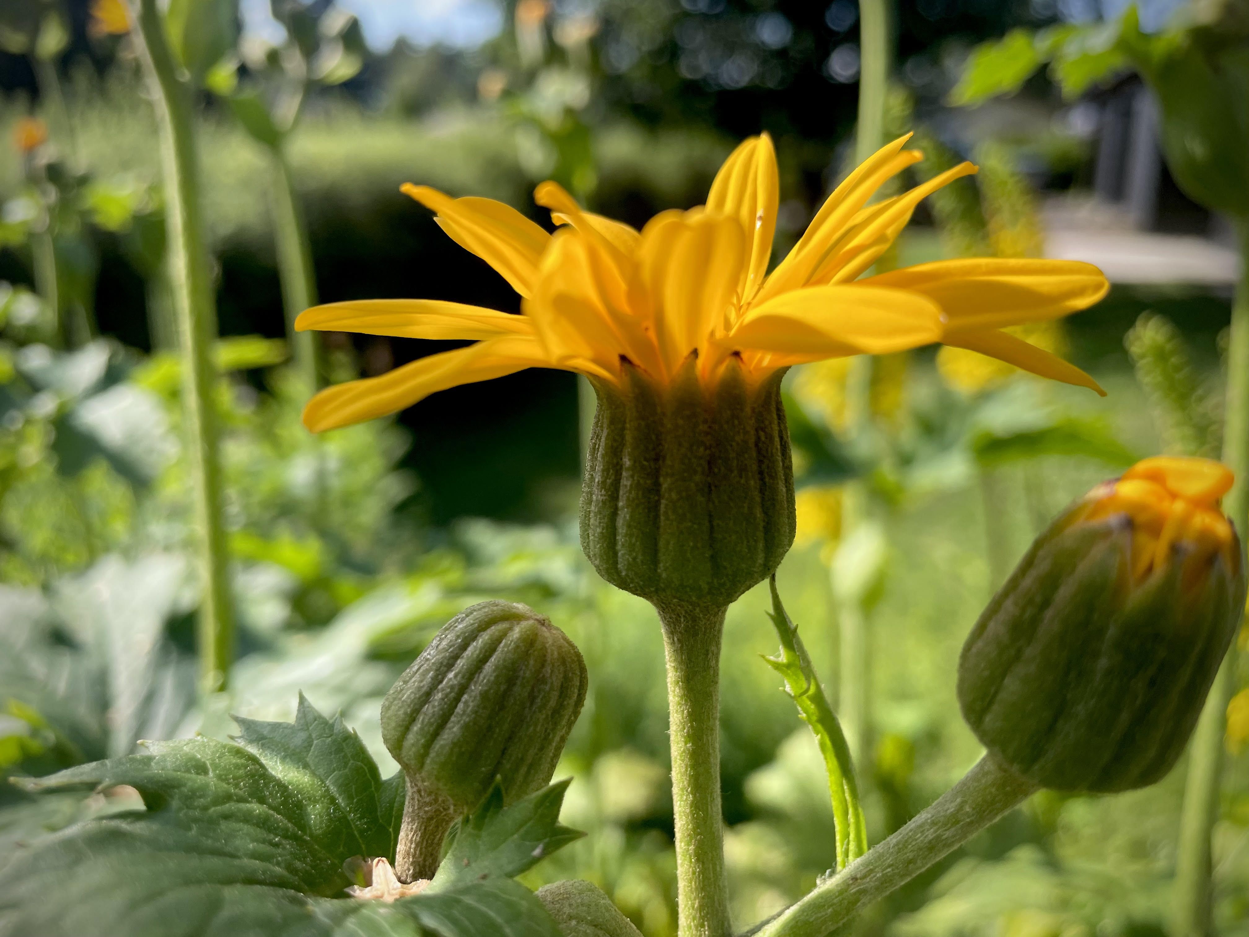 Ligularia dentata – tugeva iseloomuga ilutaim